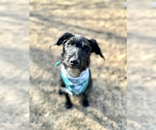 Medium Photo #8 Labrador Retriever-Unknown Mix Puppy For Sale in Sandy, UT, USA