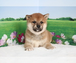 Small Photo #2 Shiba Inu Puppy For Sale in LOS ANGELES, CA, USA