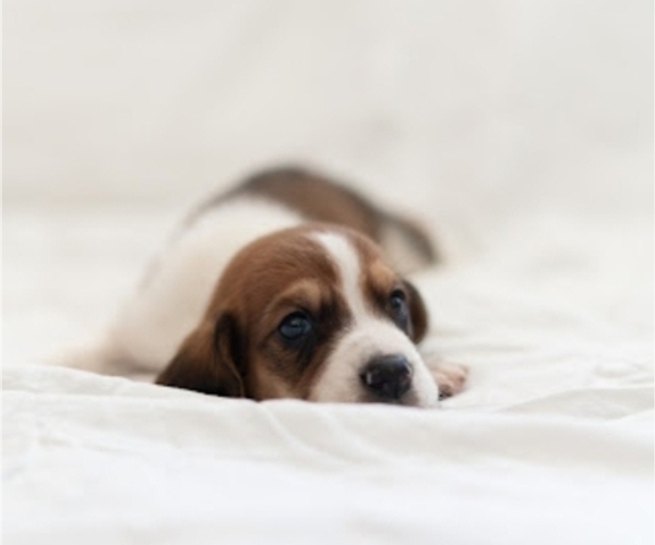 Medium Photo #3 Basset Hound Puppy For Sale in BUENA PARK, CA, USA