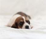 Small Photo #3 Basset Hound Puppy For Sale in BUENA PARK, CA, USA