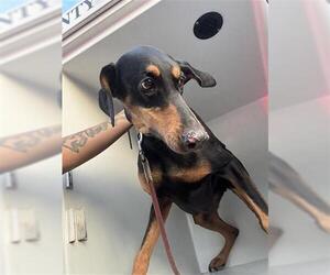 Doberman Pinscher-Unknown Mix Dogs for adoption in Houston, TX, USA