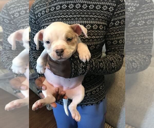 Medium Photo #2 American Bully Puppy For Sale in BOONE, IA, USA
