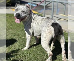 Mutt Dogs for adoption in Camarillo, CA, USA