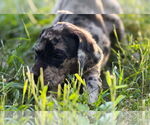 Small #1 Great Dane-Redbone Coonhound Mix