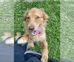 Small #2 Australian Shepherd-German Shepherd Dog Mix