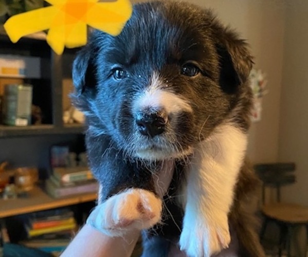 Medium Photo #1 Border Collie Puppy For Sale in SAINT LOUIS, MO, USA