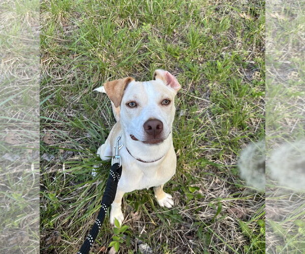 Medium Photo #14 Carolina Dog-Unknown Mix Puppy For Sale in Hillsboro, MO, USA