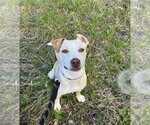 Small #13 Carolina Dog Mix