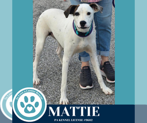 Boxer-Unknown Mix Dogs for adoption in Kimberton, PA, USA