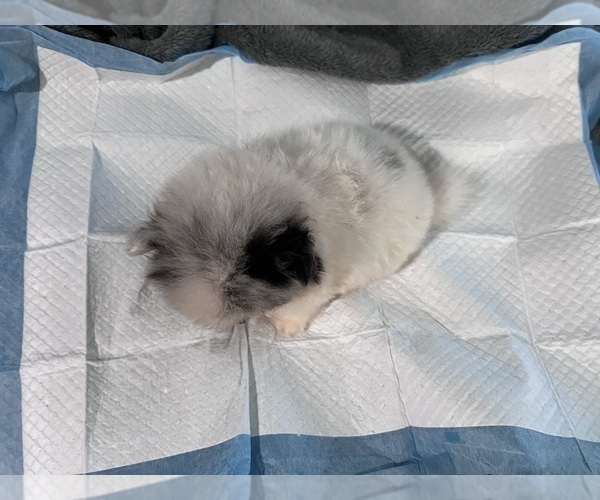 Medium Photo #4 Pomeranian Puppy For Sale in HAYWARD, CA, USA