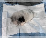 Small #3 Pomeranian
