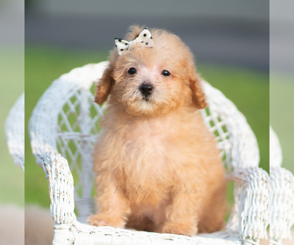 Medium Photo #68 Poodle (Miniature) Puppy For Sale in WARSAW, IN, USA