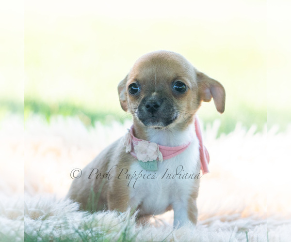 Medium Photo #28 Chihuahua Puppy For Sale in WARSAW, IN, USA