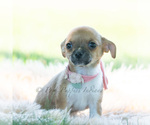 Small Photo #28 Chihuahua Puppy For Sale in WARSAW, IN, USA
