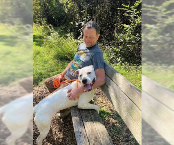 Medium Photo #6 Dogo Argentino-Unknown Mix Puppy For Sale in Derwood, MD, USA