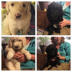 Labradoodle Puppy for sale in SEYMOUR, CT, USA