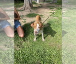 Small #28 Labrador Retriever Mix