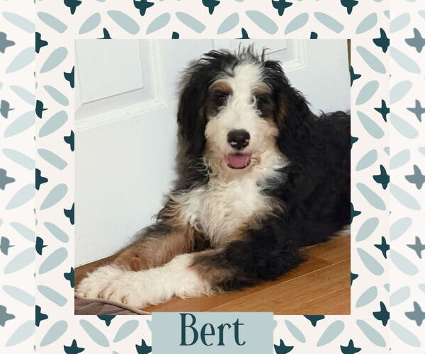 Medium Photo #2 Bernedoodle Puppy For Sale in Littleton, CO, USA