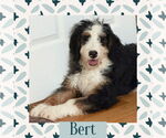 Small #1 Bernedoodle