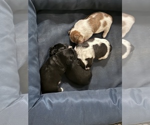 Schweenie Puppy for Sale in DOTHAN, Alabama USA