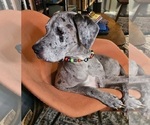 Small Photo #1 Irish Dane Puppy For Sale in SPRINGFIELD, MO, USA