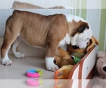 Small Photo #8 English Bulldog Puppy For Sale in HUNTINGTN BCH, CA, USA