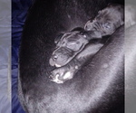 Small Photo #11 Great Dane Puppy For Sale in PIERSON, MI, USA