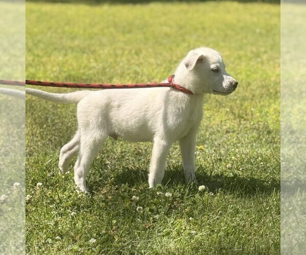 Medium Photo #3 Great Pyrenees Puppy For Sale in Yardley, PA, USA