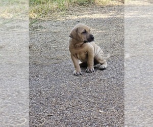 Black Mouth Cur Puppy for sale in ROYSE CITY, TX, USA