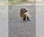 Small Black Mouth Cur