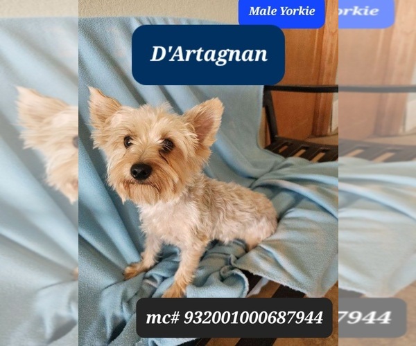 Medium Photo #1 Yorkshire Terrier Puppy For Sale in TUCSON, AZ, USA