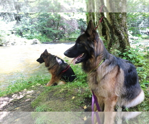 Mother of the German Shepherd Dog puppies born on 07/04/2025