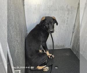 Rottweiler-Unknown Mix Dogs for adoption in San Antonio, TX, USA