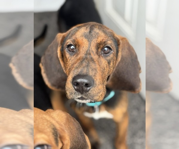 Medium Photo #1 Mutt Puppy For Sale in Woodbury, NY, USA