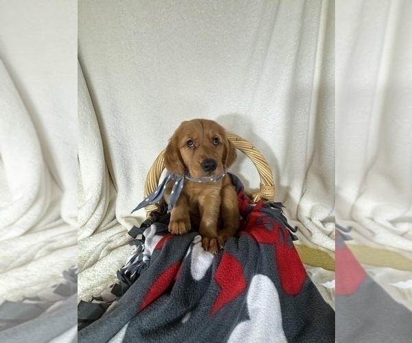 Medium Photo #1 Golden Retriever Puppy For Sale in GREENFIELD, IN, USA