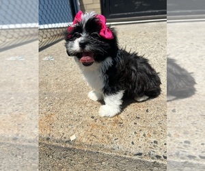 Zuchon Puppy for sale in RANDOLPH, MA, USA