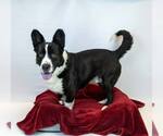 Small #2 Labrador Retriever Mix