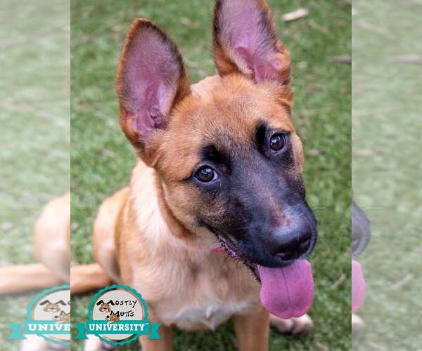 Medium Photo #7 Mutt Puppy For Sale in Kennesaw, GA, USA