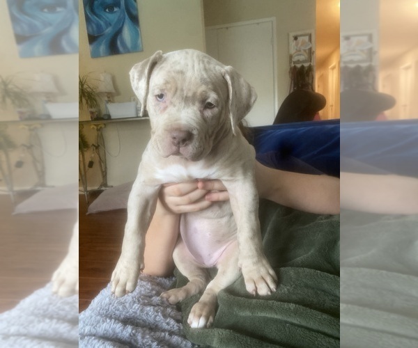 Medium Photo #2 American Bully Puppy For Sale in ROHNERT PARK, CA, USA