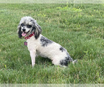 Small Photo #1 Newfoundland-Poodle (Toy) Mix Puppy For Sale in NILES, MI, USA
