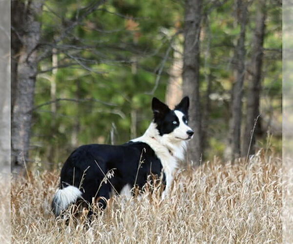 Medium Photo #1 Border Collie Puppy For Sale in KANSAS CITY, MO, USA