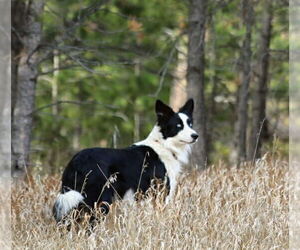 Father of the Border Collie puppies born on 03/24/2025