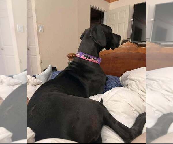 Medium Photo #1 Great Dane Puppy For Sale in MAYSVILLE, KY, USA