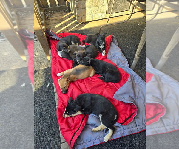 Medium Photo #1 Alaskan Husky-Labrador Retriever Mix Puppy For Sale in HILLSBORO, OR, USA