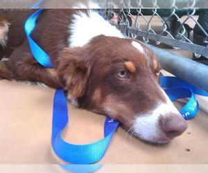 Border Collie-Unknown Mix Dogs for adoption in Chula Vista, CA, USA