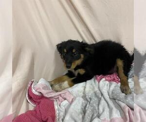 Border Collie Dogs for adoption in Modesto, CA, USA