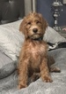 Puppy 1 Poodle (Standard)-Spinone Italiano Mix
