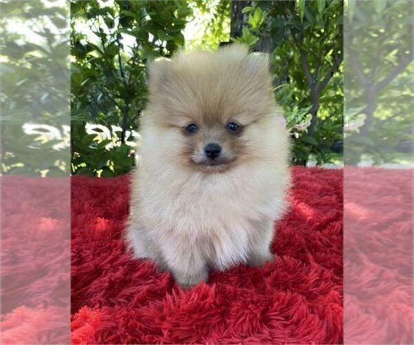 Medium Photo #3 Pomeranian Puppy For Sale in FT LAUDERDALE, FL, USA