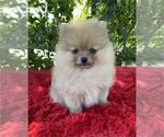 Small #2 Pomeranian