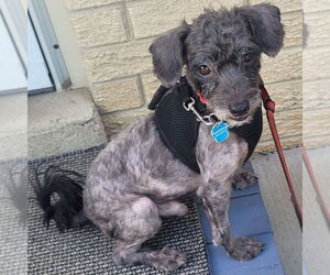 Poodle (Miniature)-Unknown Mix Dogs for adoption in Mundelein, IL, USA